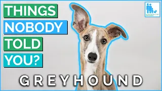 Things Nobody Told You About Owning a Greyhound? - Vet Dr Alex