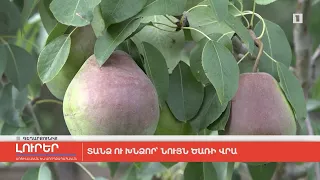 Տանձ ու խնձոր՝ նույն ծառի վրա