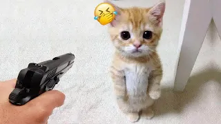 😍😸 Best Cats Videos 😸🐱 Best Funny Animal Videos # 17