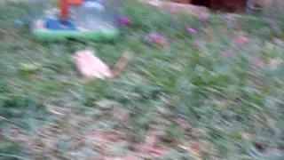 Gerbil jumping around