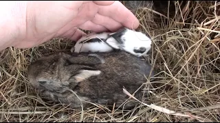 Руйнуєм міфи. чому кролиця може з'їсти кроленят.