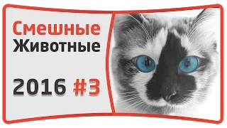 Смешные видео. Подборка 2016. #3