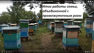 Пчеловодство № 87 Медосбор 2020. Что нам дала семья, с промежуточным роем. (начало в видео №58).