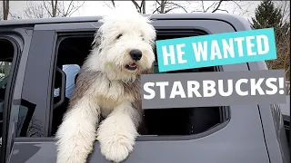 Our Old English Sheepdog wanted a puppacino.