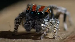 Best Spider Moments | Top 5 | BBC Earth