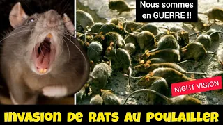 Comment se débarrasser des RATS au POULAILLER