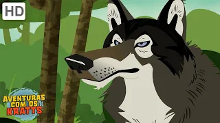 Floresta Amerciana do Norte | Lobos, castores + mais! [episódios completos] Aventuras com os Kratts