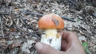 На Закарпатті збирають унікальні королівські гриби, які за якостями кращі за трюфелі (