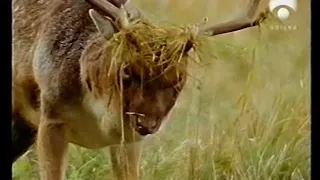 Grandes Documentales-Europa Virgen - Otoño