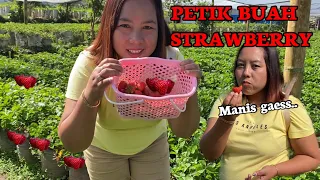 PETIK BUAH STRAWBERRY LANGSUNG DIMAKAN