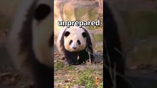 Is This the CUTEST Panda Ever 🤣 | Wholesome Animals