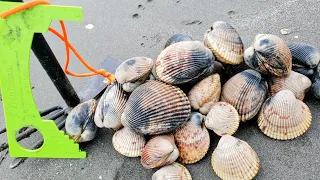 [Coastal Foraging] How To Find BIG Cockle Clams! EASY!!