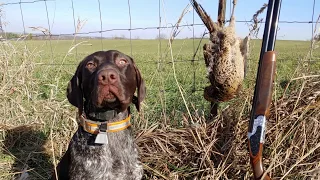Pheasant Hunting With GSP Puppy