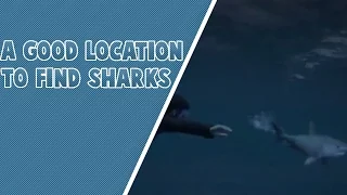 A Good Location To Find Sharks In GTA V