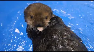 What Do Sea Otter Pups Eat?