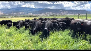 Herd Quitter Minute - Rotational Grazing Project Update