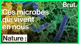 Le microbiote, des bactéries indispensables à notre bien-être
