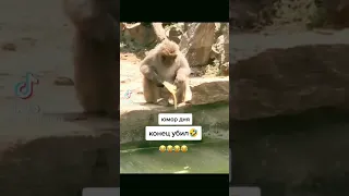 банан упал🐒🍌