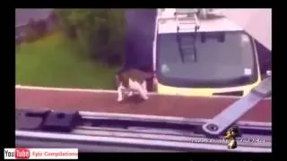 Epic Funny Cats   Cute Cat Compilation   Part 1