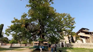 АБХАЗИЯ 2020 🔴 ПЯТИВЕКОВАЯ ЛИПА 🌳 В ЛЫХНЫ 🌿 ДОРОГА В НОВЫЙ АФОН