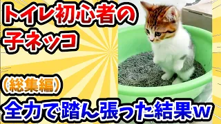 【2ch動物スレ総集編】トイレ初心者の子猫 → 全力で踏ん張った結果www