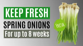 Best way to keep Spring Onions or Green Onions Fresh Longer up to 8 WEEKS in refrigerator