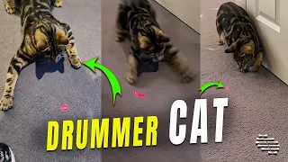 Drummer Cat Chasing the Laser Pointer