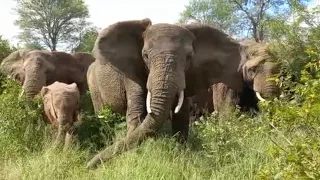 The Incredible Moment Missing Elephant Bull, Mambo is Found & Reunited with His Herd!