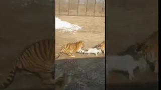 tiger attack on goat #shorts #lions #goat goat #wildlife