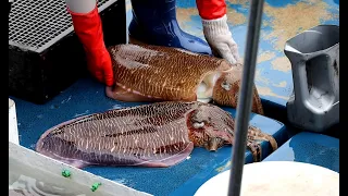 Amazing Cutting Giant Cuttlefish Looks Like Sea Turtle 西貢生劏巨大墨魚 巨大如一隻巨大海龜