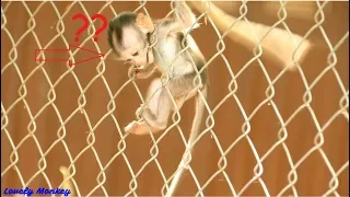 MG! What Happened Baby Monkey Carlino? Baby Carlino Stuck Head 0n The Iron Wall | Baby Monkey Hyper.