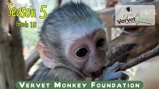 Orphan Baby monkeys everywhere – more hands would be so welcome