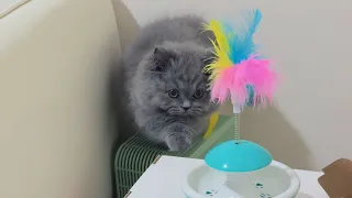 This kitten don't know how to jump