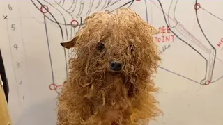 Poor Poodle Puppy Very Matted Groomin | Puppy Grooming | Dog Grooming