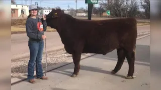 Kids catch, raise and show off their steers at the National Western Stock Show's Catch-A-Calf event