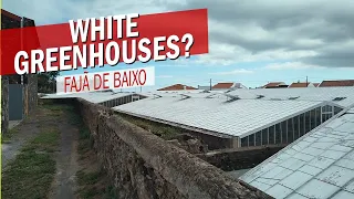 Walking Azores 🇵🇹 What's with the Greenhouses? Fajã de Baixo, São Miguel