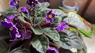 Can I grow a new African Violet from seeds? Part 2