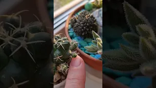 Как быстро размножить кактусы. 🌵