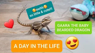 A Day in the Life of a Baby Bearded Dragon