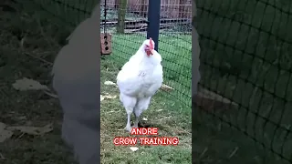 Baby Rooster Learns to Crow! Andre Trying to Keep Up With Big Boys.