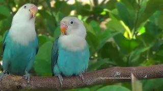 Lovebird Chirping Sounds - Blue Opaline Siblings