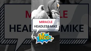 Miracle Mike: The chicken That Survived 18 Months Without A Head #shorts