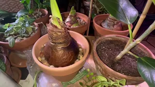Update amaryllis care and how to cut the dead flowers off