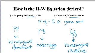 Hardy Weinberg