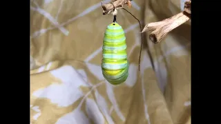 Monarch Caterpillar to Chrysalis in 1.5 Minutes