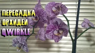 Орхидеи 38 ||| Пересадка цветущей орхидеи  Qwirkle! |||
