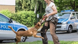 Die Ausbildung zum Polizeihund, Doku (HD)