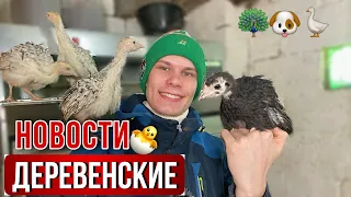 Жизнь в деревне 👨‍🌾  ВЕСЕННИЙ ДЕНЬ В ДЕРЕВНЕ☀️ Планы на СЕЗОН 2024 ✅ Наше птичье Царство 🐣