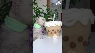 So Sweet!😍 Must Try Chef Cat's BOBA Milk Tea Cake🍰 #catsofyoutube  #tiktok #shorts