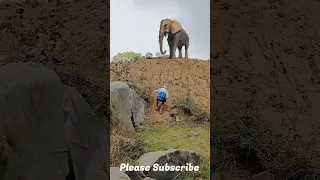Elephant Attack In Real Life #Attack Elephant #Elephant video #Shorts